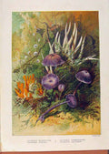 Old Antique Print Illustrated London Almanack Viscosa Epiphyllus Flowers