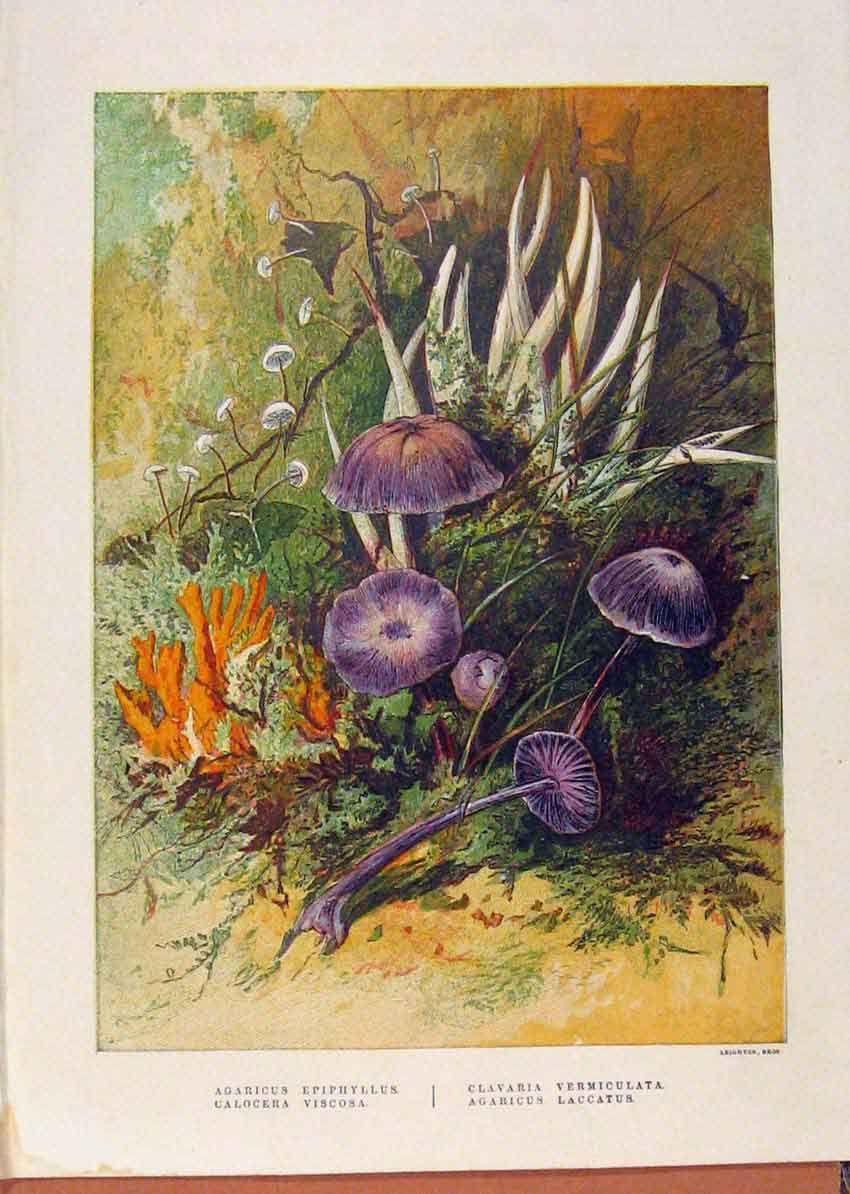 Old Antique Print Illustrated London Almanack Viscosa Epiphyllus Flowers