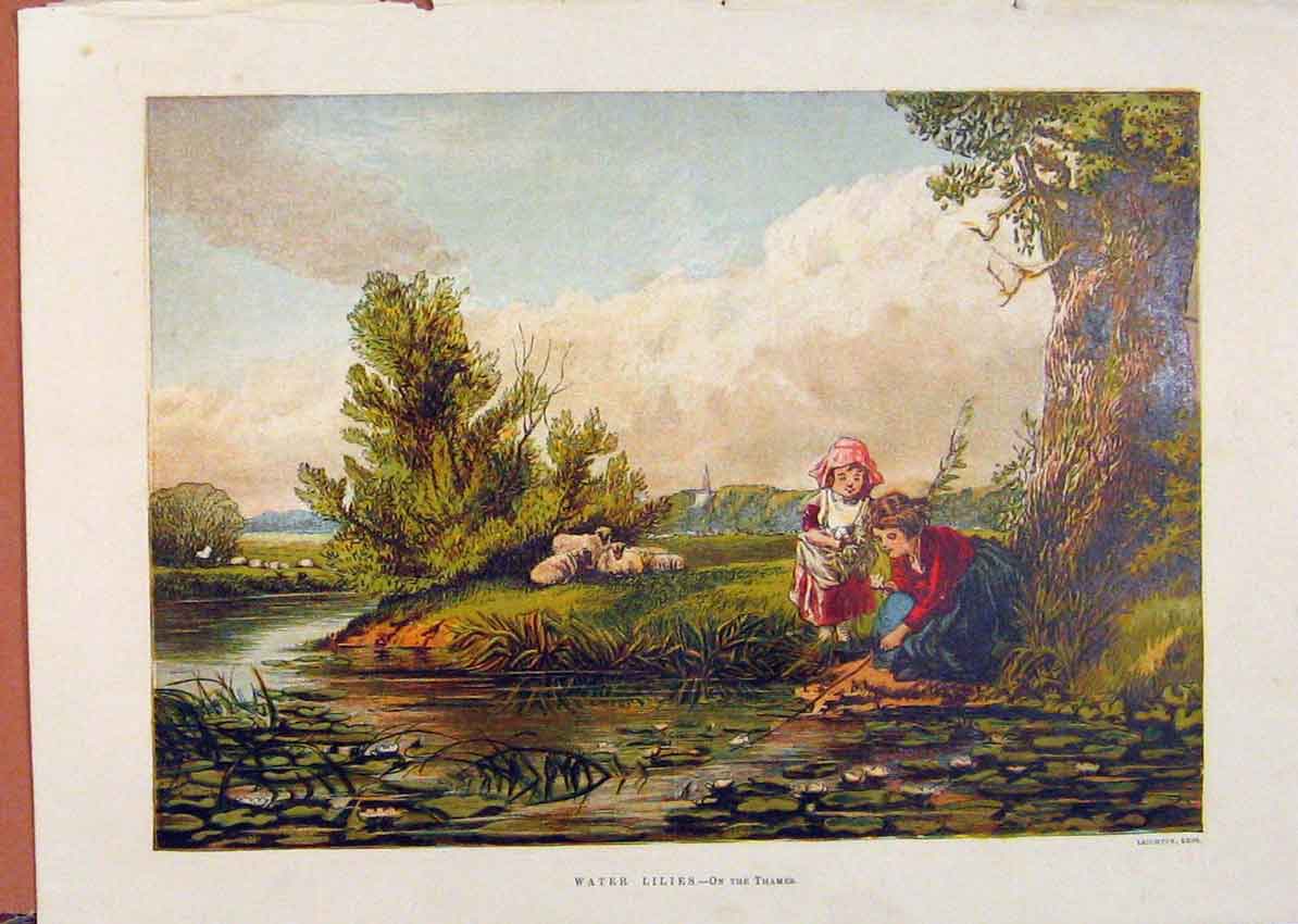 Original Old Antique Print Illustrated London Almanack Water Lillies Thames
