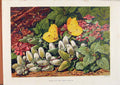 Original Old Antique Print Illustrated London Almanack Palm Red Dead Nettle