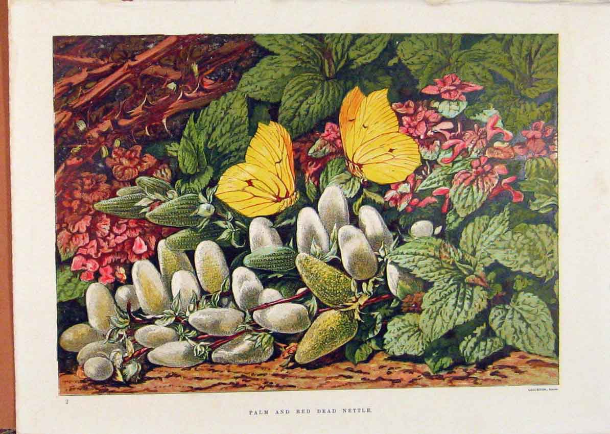 Original Old Antique Print Illustrated London Almanack Palm Red Dead Nettle