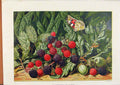 Original Old Antique Print Illustrated London Almanack Blackberries And Acorns