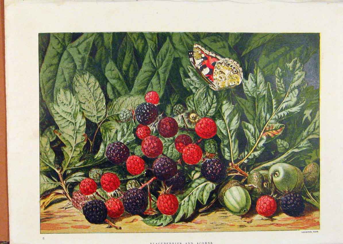 Original Old Antique Print Illustrated London Almanack Blackberries And Acorns
