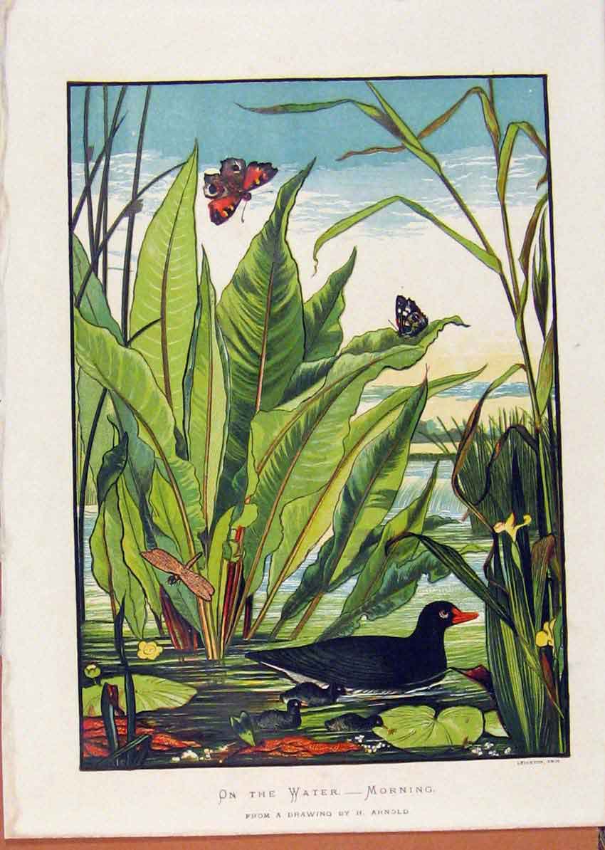 Old Antique Print Illustrated London Almanack Water In The Morning Ducks