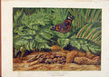 Original Old Antique Print Illustrated London Almanack Greenhouse Ferns