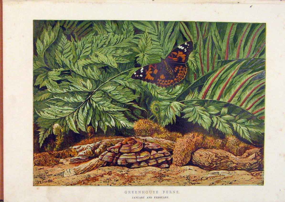 Original Old Antique Print Illustrated London Almanack Greenhouse Ferns