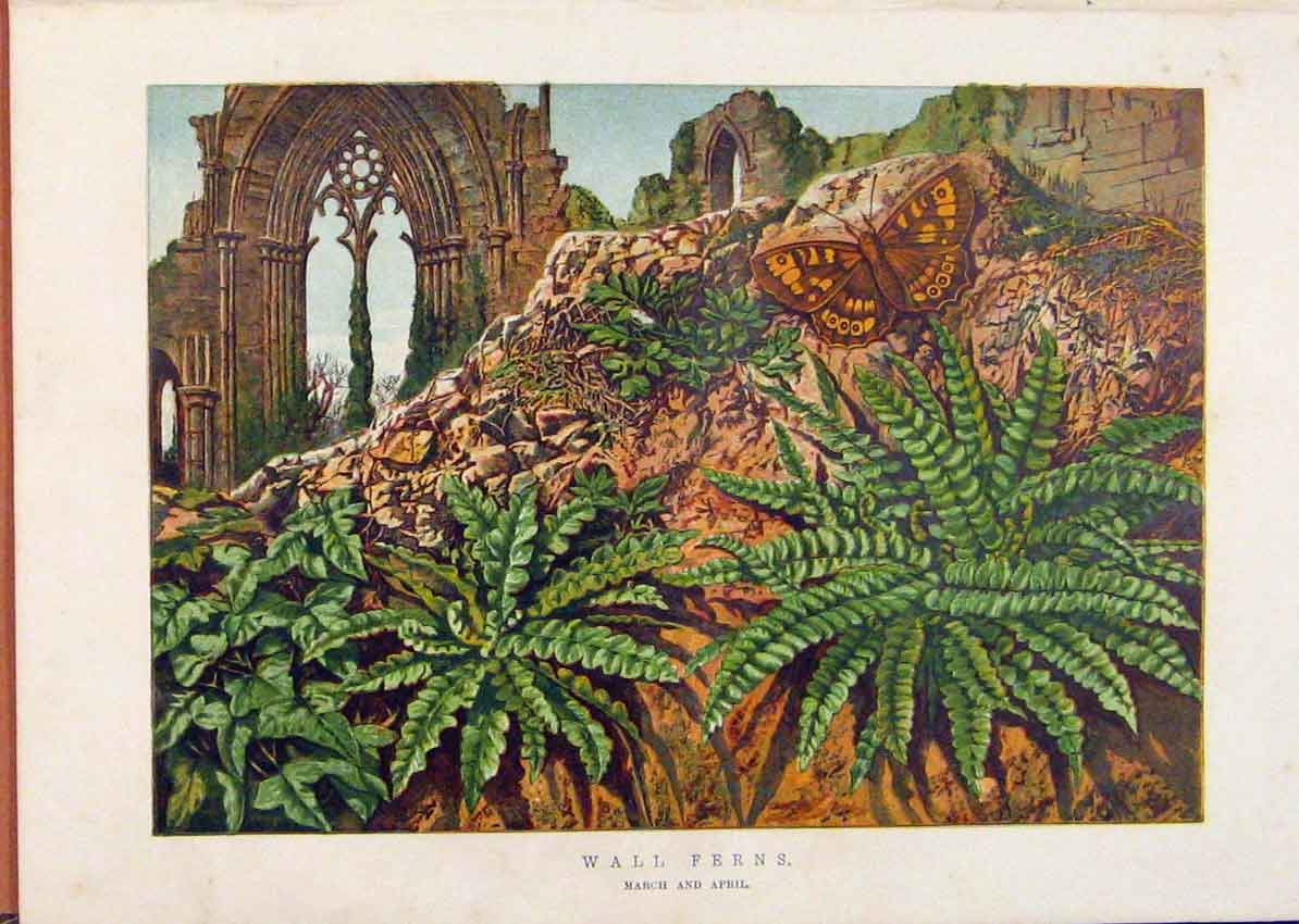 Original Old Antique Print Illustrated London Almanack Wall Ferns Rare Colour
