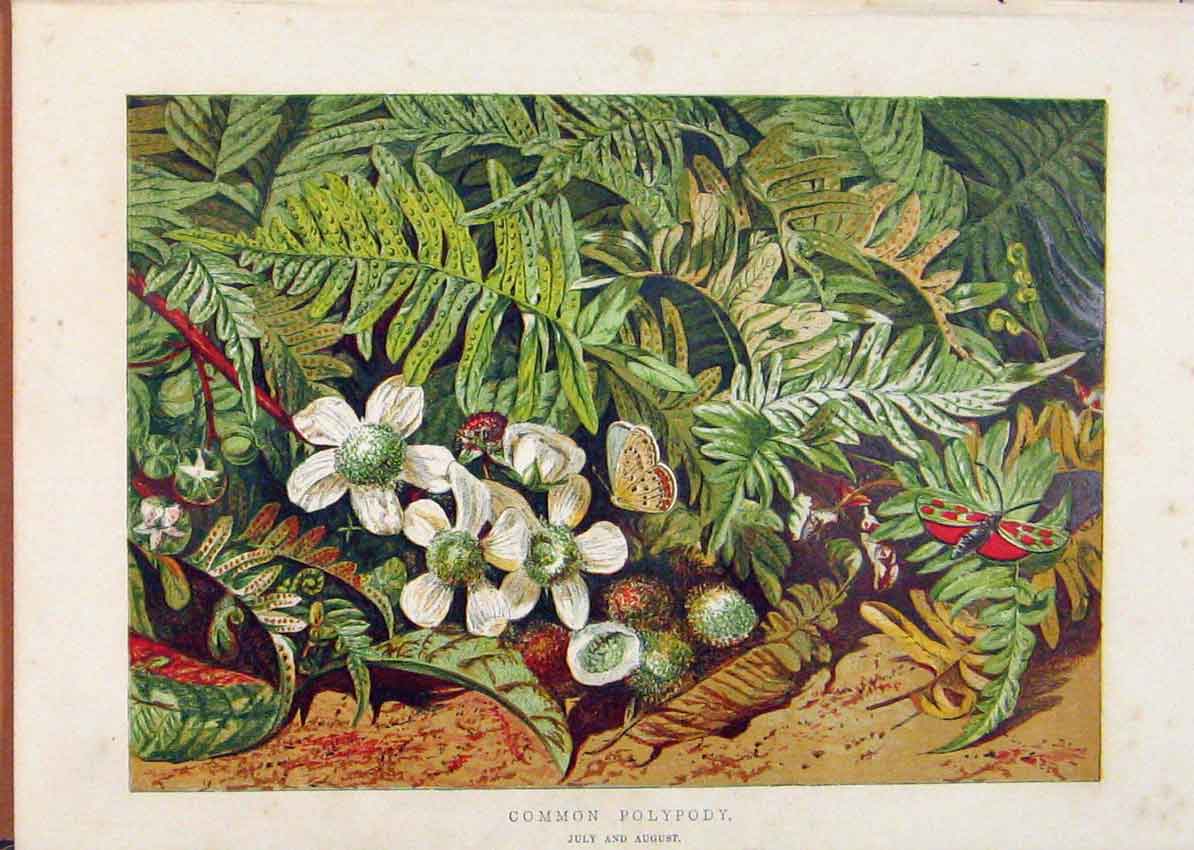 Original Old Antique Print Illustrated London Almanack Common Polypody