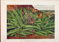 Original Old Antique Print Illustrated London Almanack Common Hard Fern