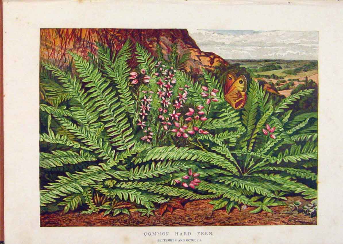 Original Old Antique Print Illustrated London Almanack Common Hard Fern