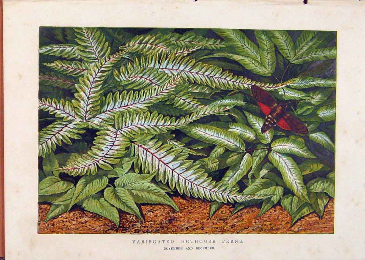 Original Old Antique Print Illustrated London Almanack Variegated Hothouse Ferns
