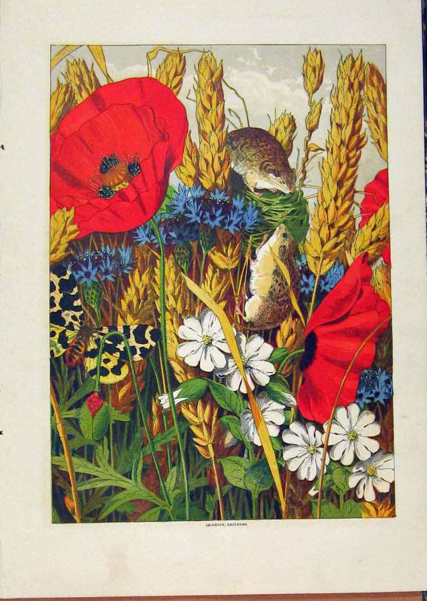 Original Old Antique Print Illustrated London Almanack Mice In Flowers Color