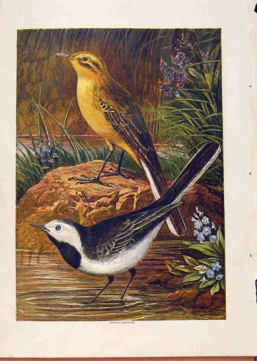 Original Old Antique Print Illustrated London Almanack Birds In Water Color