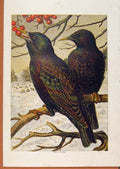 Original Old Antique Print Illustrated London Almanack Blackbirds Eating Berrys
