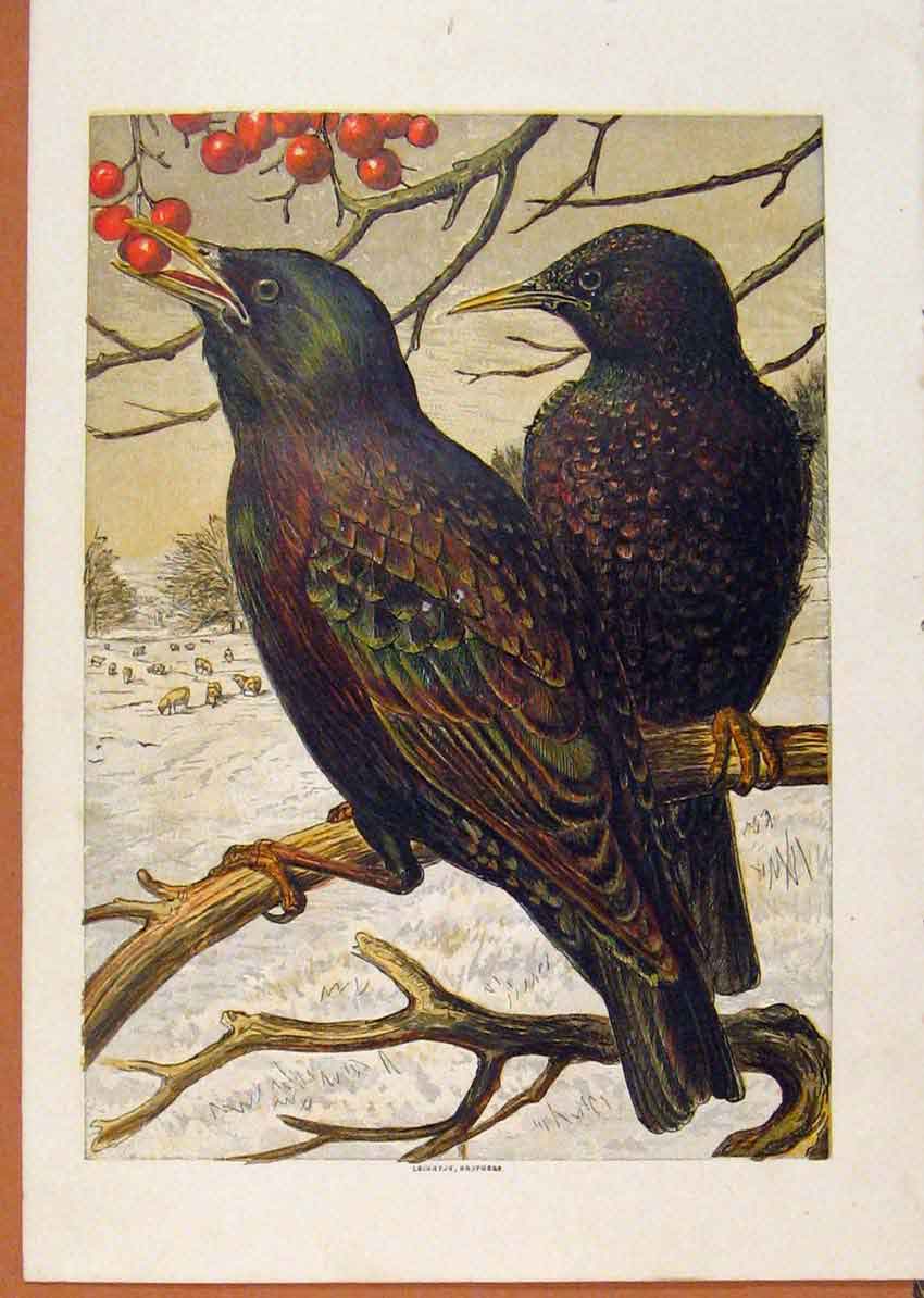 Original Old Antique Print Illustrated London Almanack Blackbirds Eating Berrys