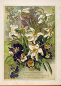 Old Antique Print Illustrated London Almanack Spring Floweres And Beauty