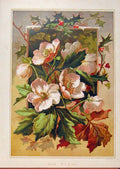 Old Antique Print Illustrated London Almanack Winter Flowers Rare Colour