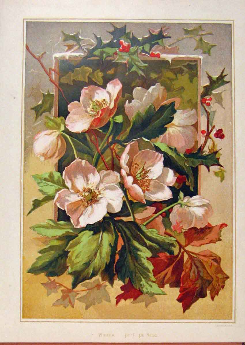 Old Antique Print Illustrated London Almanack Winter Flowers Rare Colour