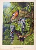 Original Old Antique Print Illustrated London Almanack Chaffinch Rare Colour