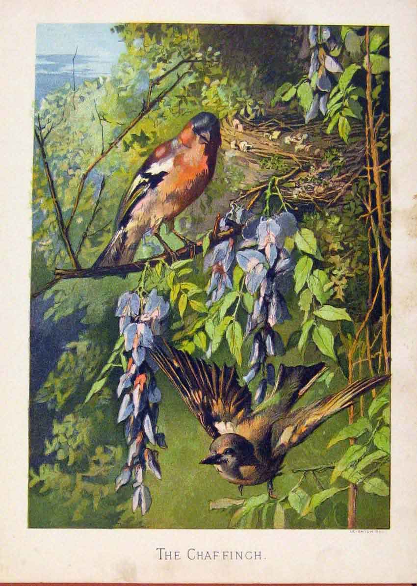 Original Old Antique Print Illustrated London Almanack Chaffinch Rare Colour