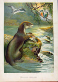 Original Old Antique Print Illustrated London Almanack Natures Anglers Badgers
