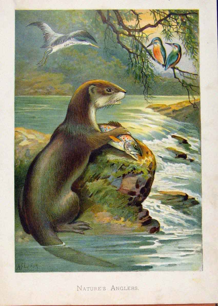 Original Old Antique Print Illustrated London Almanack Natures Anglers Badgers