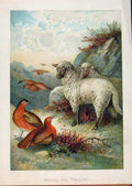 Original Old Antique Print Illustrated London Almanack Birds And Sheep