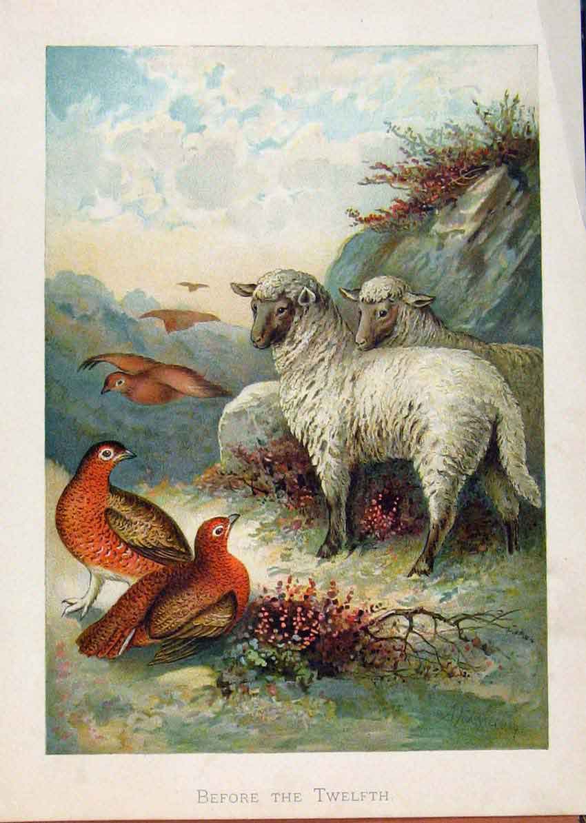 Original Old Antique Print Illustrated London Almanack Birds And Sheep
