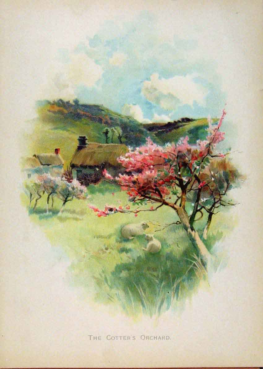 Original Old Antique Print Illustrated London Almanack Cotters Orchard Color