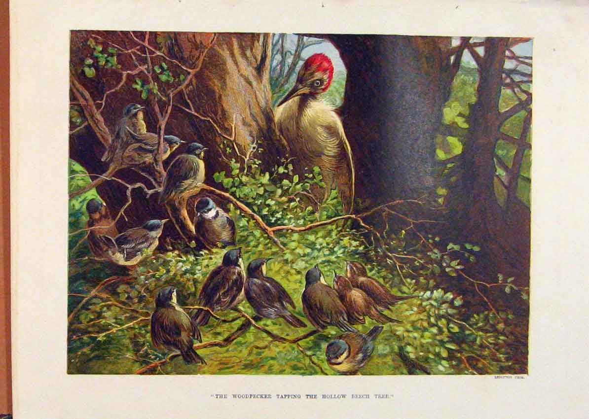 Original Old Antique Print Illustrated London Almanack Woddpecker Hollow Beech