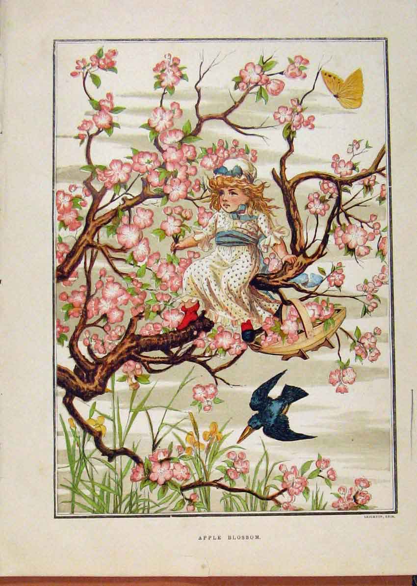 Old Antique Print Illustrated London Almanack Apple Blossom Child In Tree