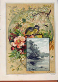 Original Old Antique Print Illustrated London Almanack Birds In Tree With Lake
