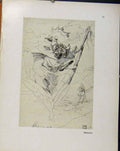 Original Old Vintage Print German Drawings Ultdorger C1923 Sketch Man 20th
