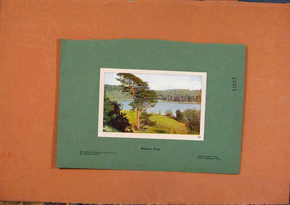 Original Old Vintage Print C1880-1924 Natures Tinits Fine Art 19th