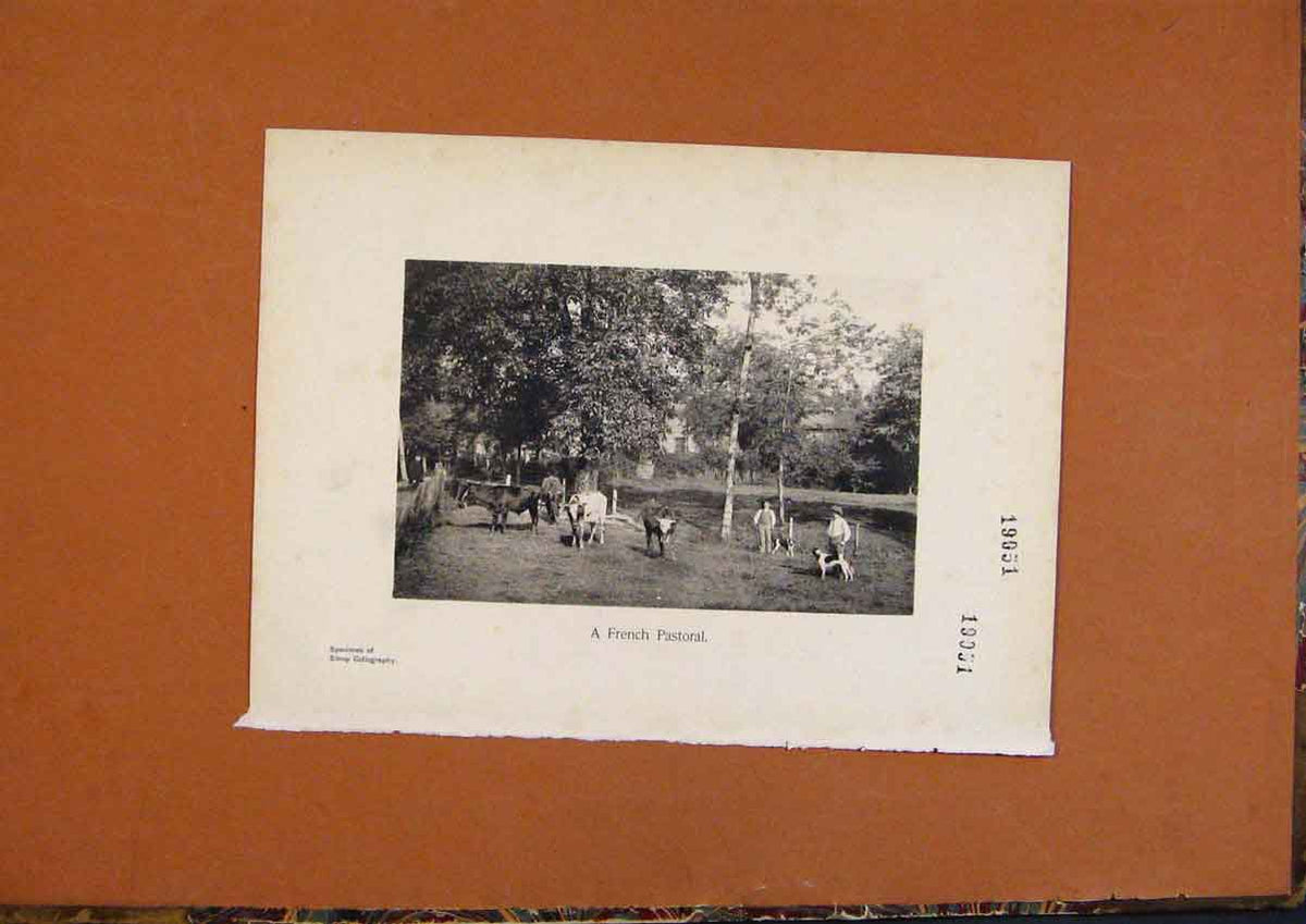 Original Old Antique Print C1880 French Pastoral Cattle Farm Art 19th
