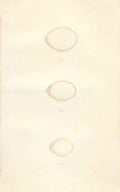 Old Antique PrintH/C Meyer Bird Eggs 1842 Black Green & Spotted Wood