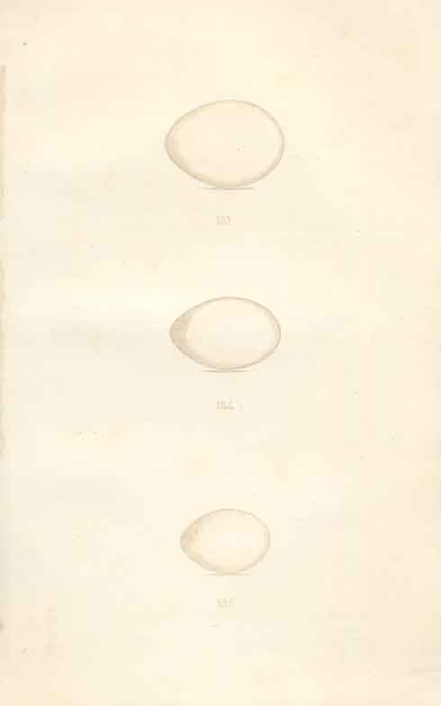 Old Antique PrintH/C Meyer Bird Eggs 1842 Black Green & Spotted Wood