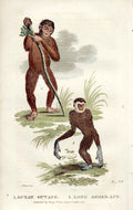 Original Old Antique Print Ouran Outang & Long Arm Ape Gsmith 1861 H/C Mammals