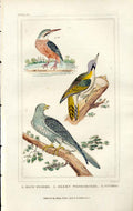 Original Old Antique Print Kingfisher Woodpecker Cuckoo Gsmith 1861 H/C Birds
