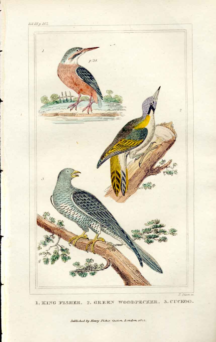 Original Old Antique Print Kingfisher Woodpecker Cuckoo Gsmith 1861 H/C Birds