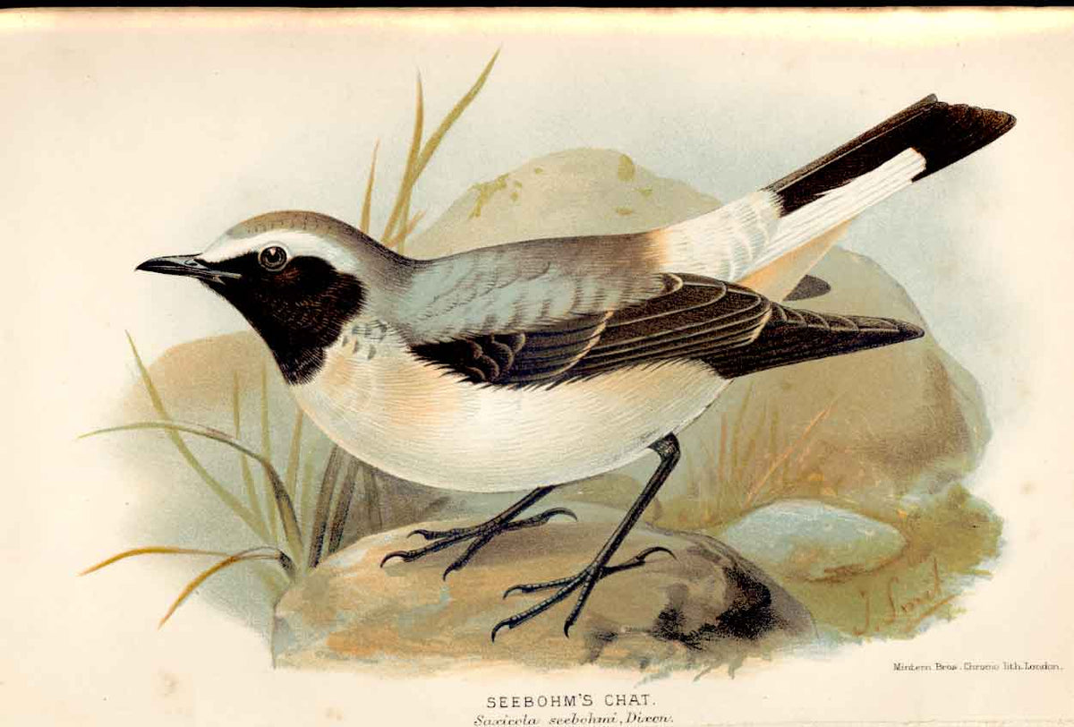 Original Old Antique Print Seebohms Chat By J Smit 1893 Birds 19th