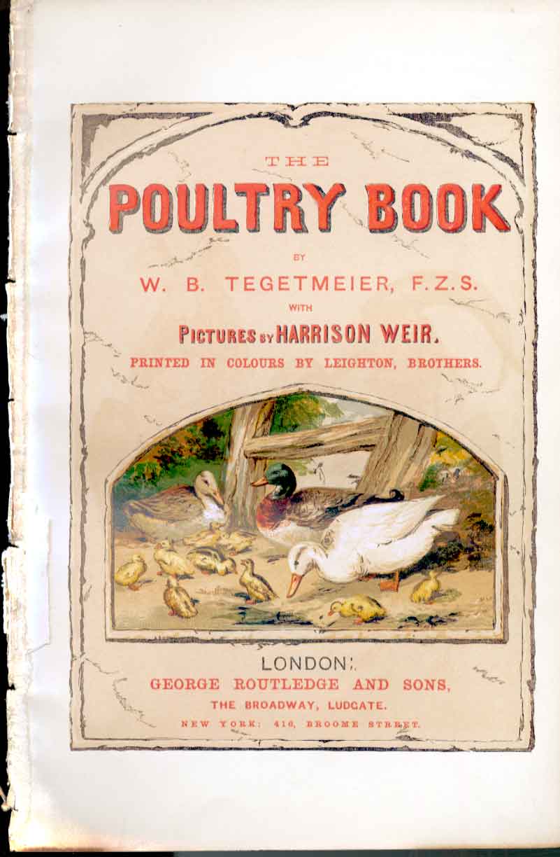 Original Old Antique Print Poultry Decorative Poultry Weir 1867 Bird Victorian