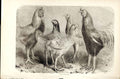 Original Old Antique Print Begum Pilly Gaguzes Poultry Weir 1867 Bir Victorian