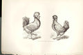 Original Old Antique Print Paduan Fowls Poultry Weir 1867 Birds 19th