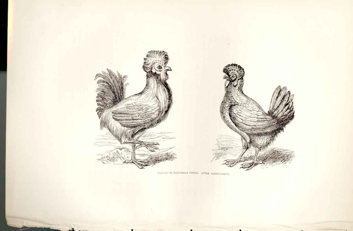 Original Old Antique Print Paduan Fowls Poultry Weir 1867 Birds 19th