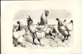 Original Old Antique Print Light Brahmas Presented To Queen 1852 Birds 1867 19th