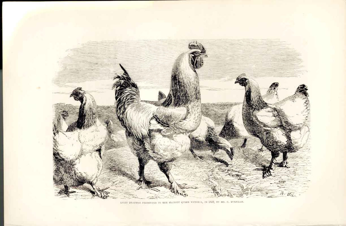 Original Old Antique Print Light Brahmas Presented To Queen 1852 Birds 1867 19th