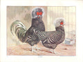 Original Old Antique Print Houdans Poultry Ludlow 1902 Birds 20th Century