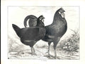 Original Old Antique Print La Fleche Poultry Ludlow 1902 Birds 20th Century