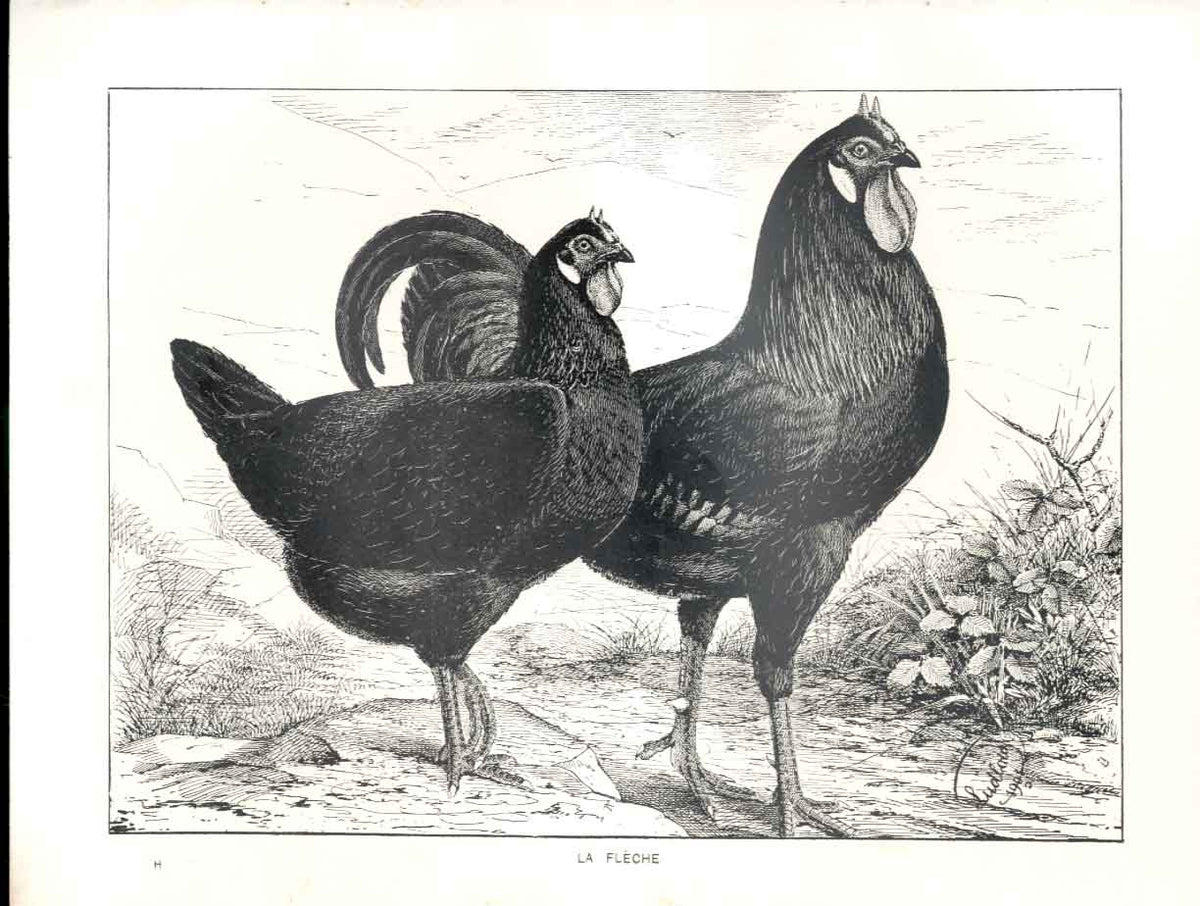 Original Old Antique Print La Fleche Poultry Ludlow 1902 Birds 20th Century